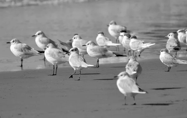 Itália Sicília Donnalucata Província Ragusa Gaivotas Praia — Fotografia de Stock