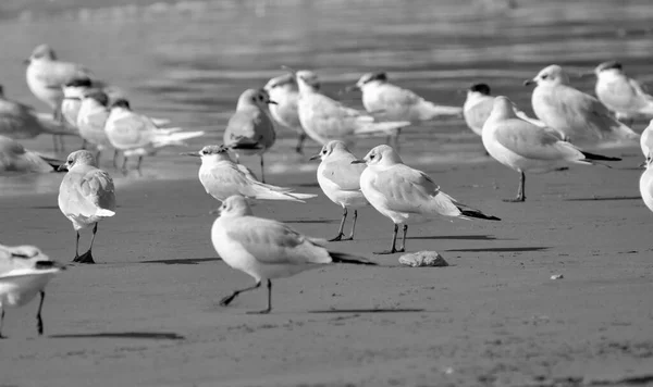 意大利 西西里 顿纳卢卡塔 拉古萨省 海滩上的海鸥 — 图库照片
