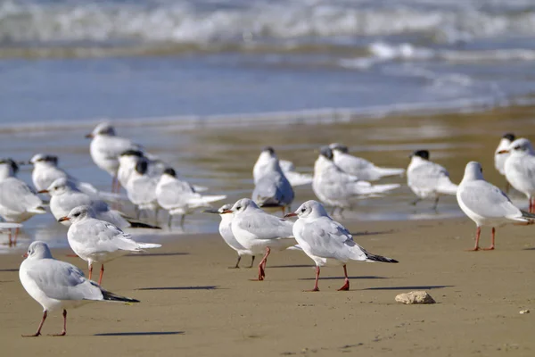 Italien Sizilien Donnalucata Provinz Ragusa Möwen Strand — Stockfoto