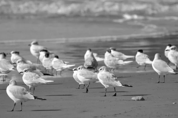 Italie Sicile Donnalucata Province Raguse Mouettes Sur Plage — Photo