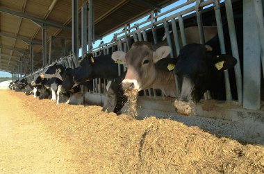 İtalya, kırsal (Roma Eyaleti); 30 Haziran 2001, bir çiftlikte beslenen inekler 