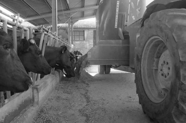 Italy Countryside Rome Province June 2001 Cows Feeding Farm — Stock Photo, Image