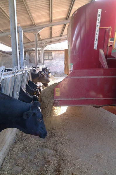 Itália Zona Rural Província Roma Junho 2001 Vacas Que Alimentam — Fotografia de Stock