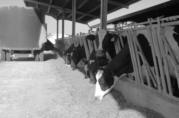 意大利 罗马省 2001年6月30日 在农场喂奶的奶牛 — 图库照片