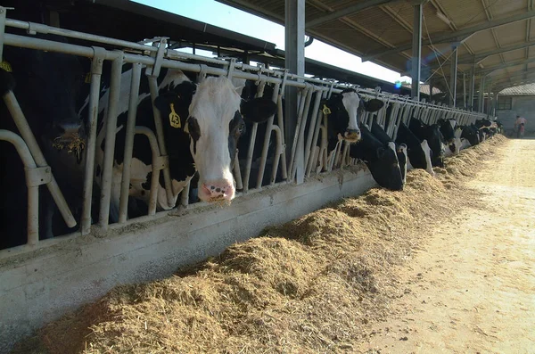 Italy Countryside Rome Province June 2001 Cows Feeding Farm — Stock Photo, Image