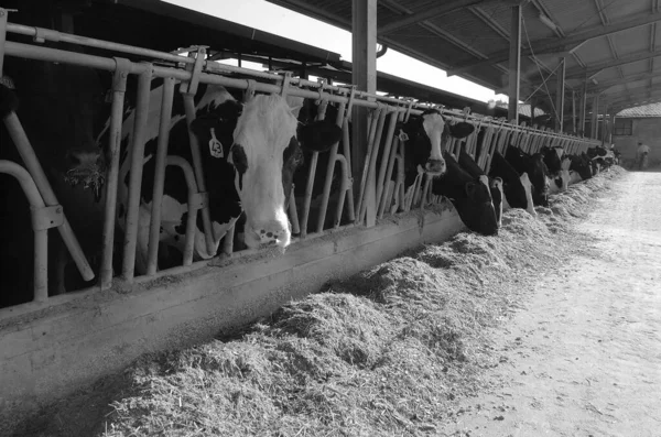 Italia Campo Provincia Roma Junio 2001 Vacas Que Alimentan Una — Foto de Stock