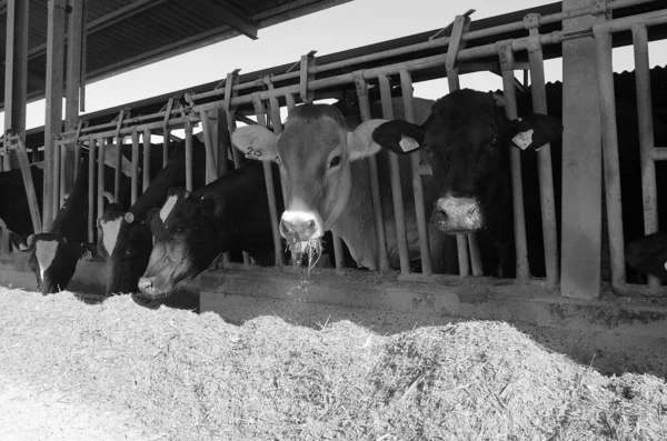 Italia Campo Provincia Roma Junio 2001 Vacas Que Alimentan Una — Foto de Stock