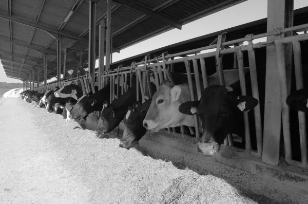 Italia Campo Provincia Roma Junio 2001 Vacas Que Alimentan Una — Foto de Stock