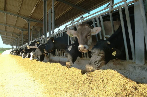 Italia Campo Provincia Roma Junio 2001 Vacas Que Alimentan Una — Foto de Stock