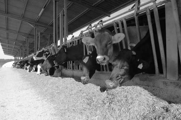 Italia Campo Provincia Roma Junio 2001 Vacas Que Alimentan Una — Foto de Stock