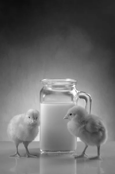 Italy, studio still life of two chicks and a glass carafe full of cow\'s milk