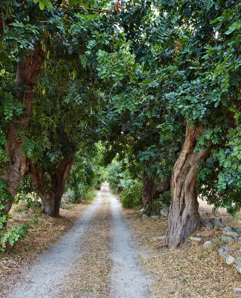 Italien Sicilien Landsbygd Ragusaprovinsen Johannesört — Stockfoto