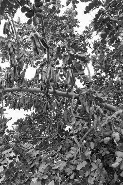 İtalya, Sicilya, kırsal (Ragusa Eyaleti), keçiboynuzu ağaçları tarlası