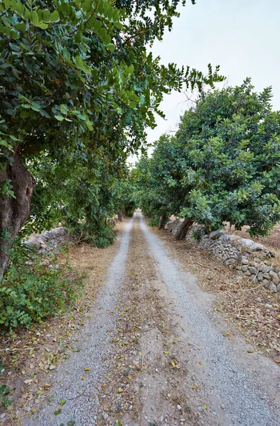 Włochy Sycylia Wieś Prowincja Ragusa Pole Drzew Karobowych — Zdjęcie stockowe