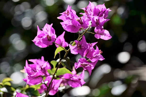 Italia Sicilia Campagna Viola Bouganvilleas Pianta Giardino — Foto Stock