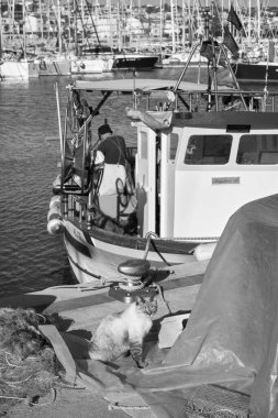 İtalya, Sicilya, Marina di Ragusa (Ragusa Eyaleti); limanda ahşap bir balıkçı teknesinde çalışan bir kedi ve balıkçı manzarası 