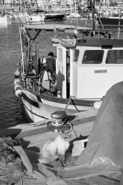 İtalya, Sicilya, Marina di Ragusa (Ragusa Eyaleti); limanda ahşap bir balıkçı teknesinde çalışan bir kedi ve balıkçı manzarası 