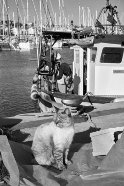 İtalya, Sicilya, Marina di Ragusa (Ragusa Eyaleti); limanda ahşap bir balıkçı teknesinde çalışan bir kedi ve balıkçı manzarası 