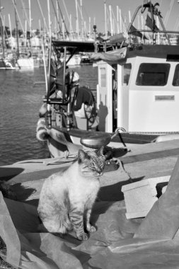 İtalya, Sicilya, Marina di Ragusa (Ragusa Eyaleti); limanda ahşap bir balıkçı teknesinde çalışan bir kedi ve balıkçı manzarası 
