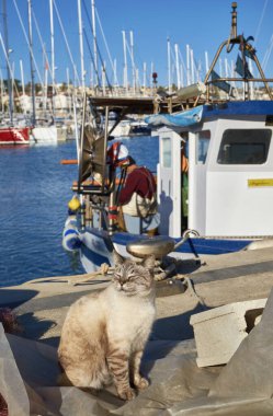 İtalya, Sicilya, Marina di Ragusa (Ragusa Eyaleti); limanda ahşap bir balıkçı teknesinde çalışan bir kedi ve balıkçı manzarası 