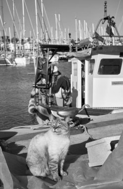 İtalya, Sicilya, Marina di Ragusa (Ragusa Eyaleti); limanda ahşap bir balıkçı teknesinde çalışan bir kedi ve balıkçı manzarası 