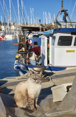 İtalya, Sicilya, Marina di Ragusa (Ragusa Eyaleti); limanda ahşap bir balıkçı teknesinde çalışan bir kedi ve balıkçı manzarası 