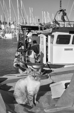 İtalya, Sicilya, Marina di Ragusa (Ragusa Eyaleti); limanda ahşap bir balıkçı teknesinde çalışan bir kedi ve balıkçı manzarası 