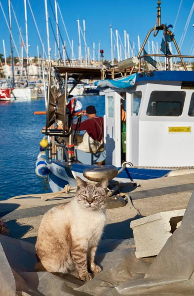 İtalya, Sicilya, Marina di Ragusa (Ragusa Eyaleti); limanda ahşap bir balıkçı teknesinde çalışan bir kedi ve balıkçı manzarası 