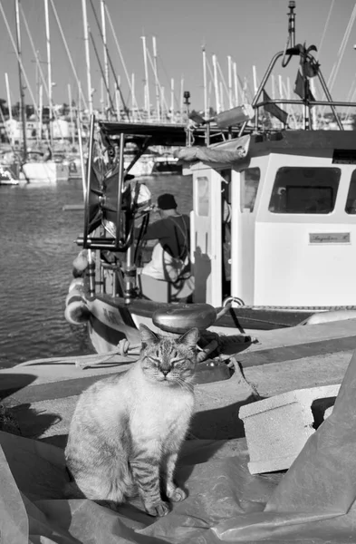 İtalya, Sicilya, Marina di Ragusa (Ragusa Eyaleti); limanda ahşap bir balıkçı teknesinde çalışan bir kedi ve balıkçı manzarası 