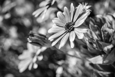 İtalya, Sicilya, bahçede mor Afrikalı papatyalar.