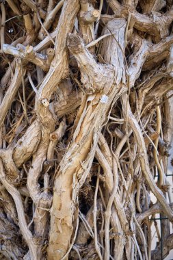 İtalya, Sicilya, bahçedeki ağaç dalları