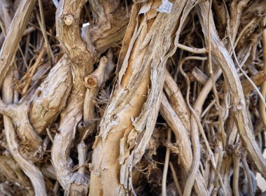 İtalya, Sicilya, bahçedeki ağaç dalları