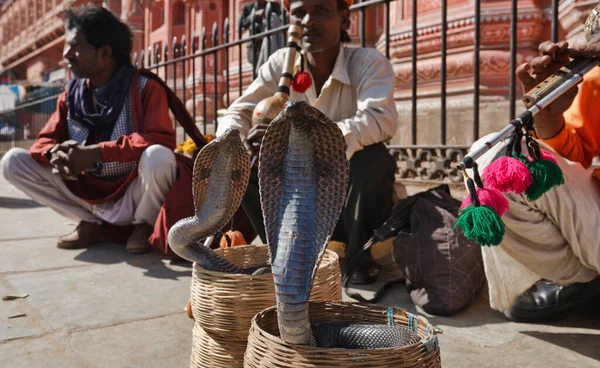 Hindistan Rajasthan Jaipur Ocak 2007 Yılan Oynatıcıları Iki Kral Kobrayı — Stok fotoğraf