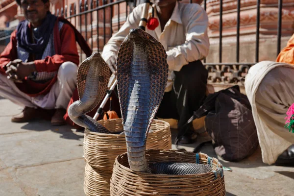 India Rajasthan Jaipur Gennaio 2007 Incantatori Serpenti Fanno Ballare Due — Foto Stock
