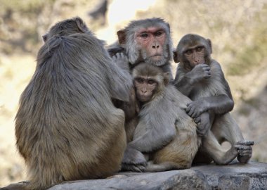 Hindistan, Rajasthan, Jaipur, Hint maymunları birbirlerini temizliyorlar.