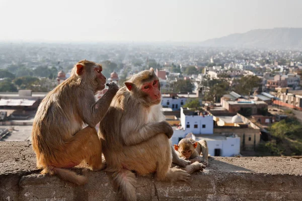 Hindistan Rajasthan Jaipur Hintli Maymunlar Birbirlerini Temizliyorlar Arka Planda Jaipur — Stok fotoğraf