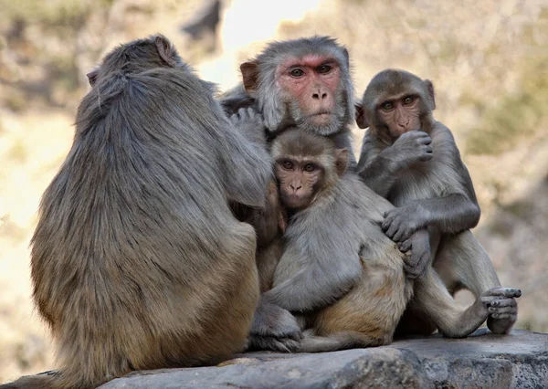 India Rajasthan Jaipur Indian Monkeys Clean Each Other — Stock Photo, Image