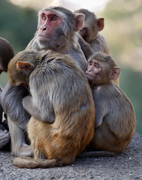 India Rajasthan Jaipur Indian Monkeys Sun Temple — Stock Photo, Image