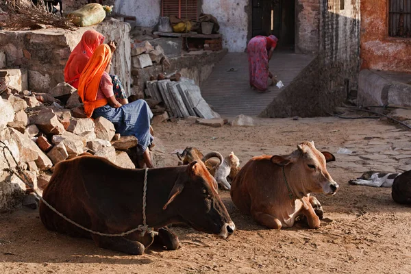 India Rajasthan Jaipur Indian Women Sacred Cows — Stock Photo, Image