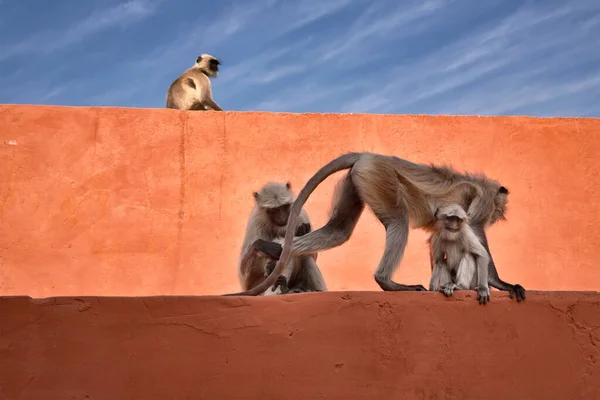 Indie Rajasthan Jaipur Indiánské Opice Amber Fort — Stock fotografie