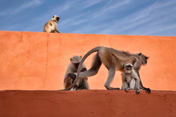 India Rajasthan Jaipur Indian Monkeys Amber Fort — Stock Photo, Image