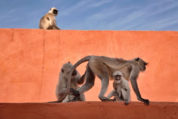 India Rajasthan Jaipur Indian Monkeys Amber Fort — Stock Photo, Image