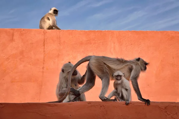 Indie Rajasthan Jaipur Indiánské Opice Amber Fort — Stock fotografie