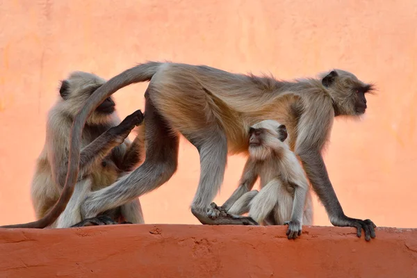 Índia Rajastão Jaipur Macacos Indianos Forte Amber — Fotografia de Stock