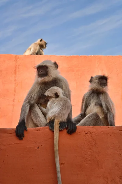 India Rajasthan Jaipur Indiaanse Apen Het Amber Fort — Stockfoto