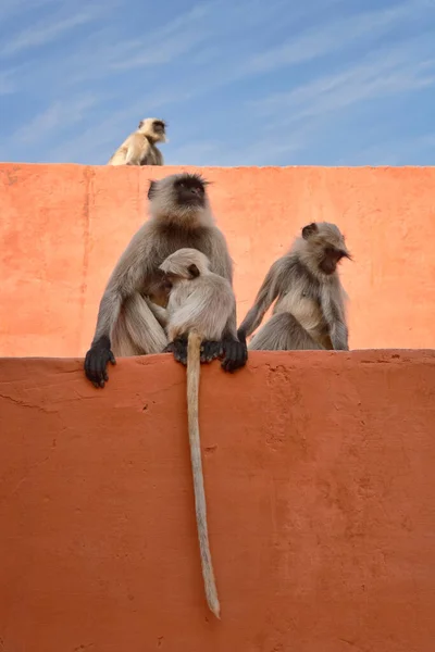 India Rajasthan Jaipur Indiaanse Apen Het Amber Fort — Stockfoto