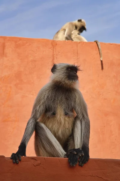 Indie Rajasthan Jaipur Indyjskie Małpy Amber Fort — Zdjęcie stockowe