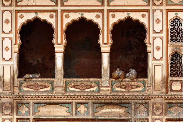Hindistan Rajasthan Jaipur Hintli Maymunlar Galtaji Deki Birçok Hindu Tapınağından — Stok fotoğraf