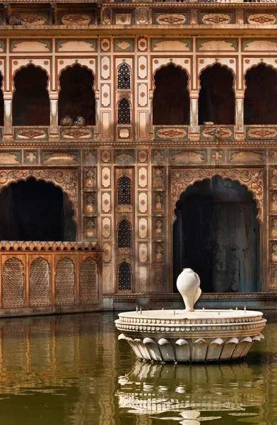 Indien Rajasthan Jaipur Indische Affen Einem Der Vielen Hinduistischen Tempel — Stockfoto