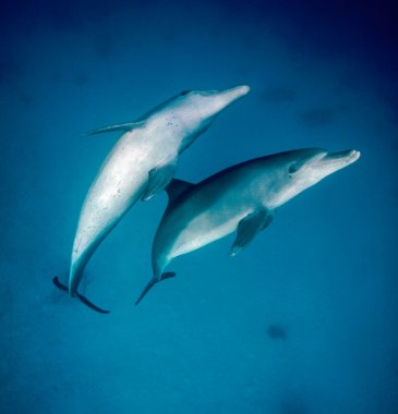 EGYPT, HURGHADA, Kızıldeniz, açık denizde vahşi yunuslar